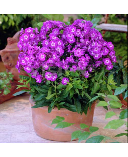 Флокс метельчатый Успех Флокс метельчатый Успех