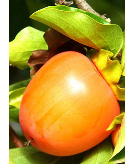 Хурма Гошо Гаки Хурма Гошо Гаки