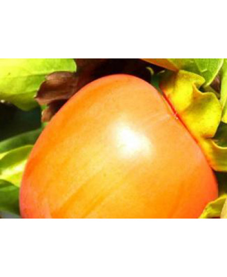 Хурма Гошо Гаки Хурма Гошо Гаки