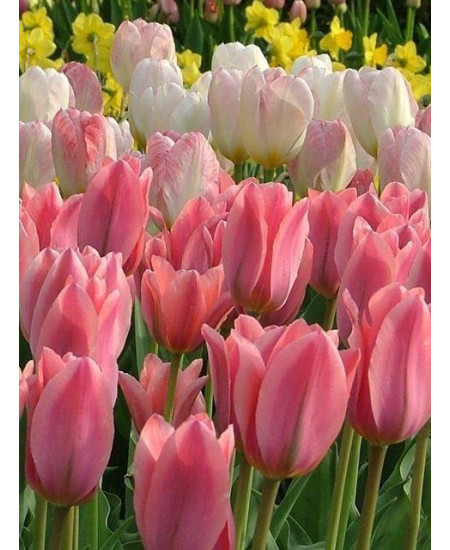 Тюльпан "Albert Heijn" 3шт в упаковке Тюльпан "Albert Heijn" 3шт в упаковке