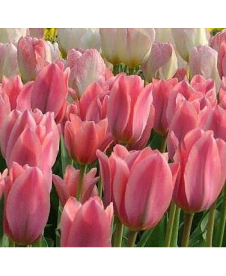 Тюльпан "Albert Heijn" 3шт в упаковке Тюльпан "Albert Heijn" 3шт в упаковке