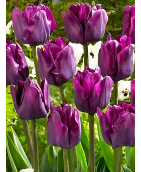 Тюльпан триумф "Негрита" (Negrita) 3шт в упаковке (размер 11/12) Тюльпан триумф "Негрита" (Negrita) 3шт в упаковке (размер 11/12)