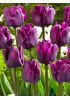 Тюльпан триумф "Негрита" (Negrita) 3шт в упаковке (размер 11/12) Тюльпан триумф "Негрита" (Negrita) 3шт в упаковке (размер 11/12)