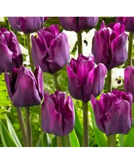 Тюльпан триумф "Негрита" (Negrita) 3шт в упаковке (размер 11/12) Тюльпан триумф "Негрита" (Negrita) 3шт в упаковке (размер 11/12)