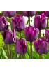 Тюльпан триумф "Негрита" (Negrita) 3шт в упаковке (размер 11/12) Тюльпан триумф "Негрита" (Negrita) 3шт в упаковке (размер 11/12)