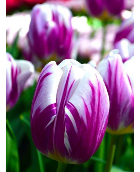 Тюльпан простой ранний "Флеминг Принц" (Flaming Prince) 3шт в упаковке (размер 12/+) Тюльпан простой ранний "Флеминг Принц" (Flaming Prince) 3шт в упаковке (размер 12/+)