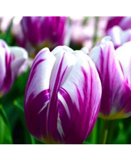 Тюльпан простой ранний "Флеминг Принц" (Flaming Prince) 3шт в упаковке (размер 12/+) Тюльпан простой ранний "Флеминг Принц" (Flaming Prince) 3шт в упаковке (размер 12/+)