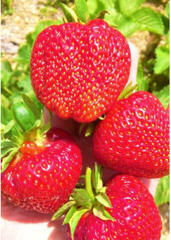 Клубника Кимберли (Упаковка 5шт)