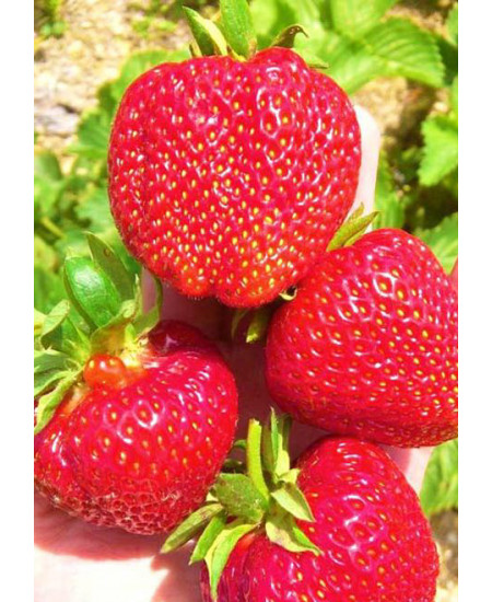 Клубника Кимберли (Упаковка 5шт) Клубника Кимберли (Упаковка 5шт)