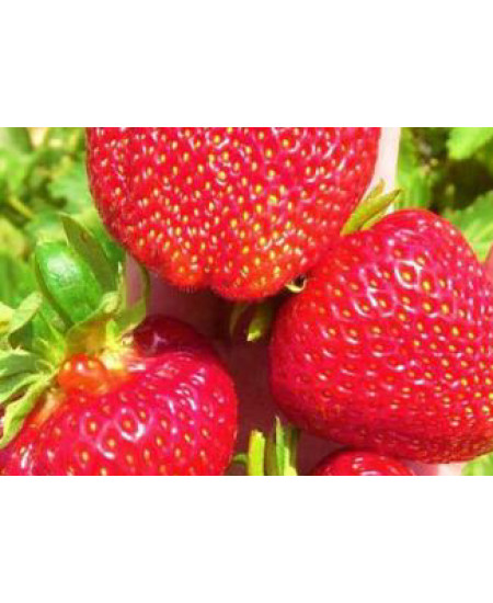 Клубника Кимберли (Упаковка 5шт) Клубника Кимберли (Упаковка 5шт)