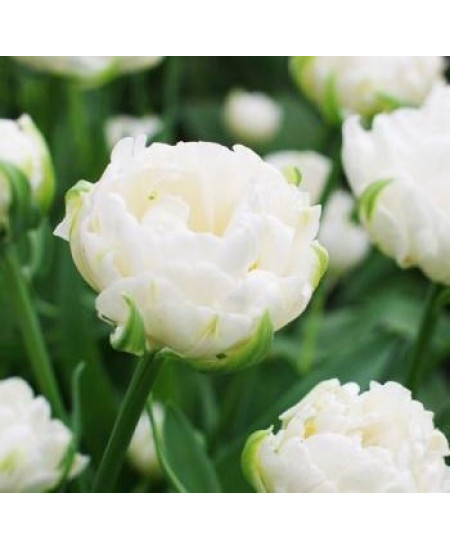 Тюльпан махровый поздний "Маунт Такома" (Mount Tacoma) 3шт в упаковке (размер 11\12) Тюльпан махровый поздний "Маунт Такома" (Mount Tacoma) 3шт в упаковке (размер 11\12)