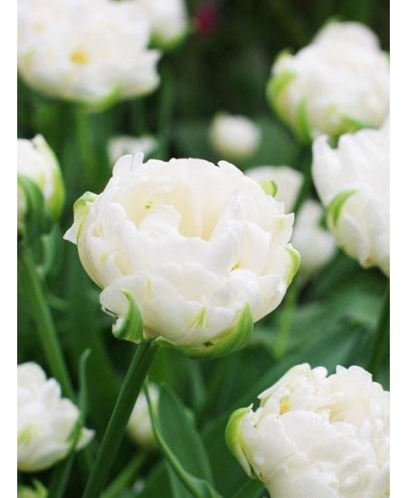 Тюльпан махровый поздний "Маунт Такома" (Mount Tacoma) 3шт в упаковке (размер 11\12) Тюльпан махровый поздний "Маунт Такома" (Mount Tacoma) 3шт в упаковке (размер 11\12)