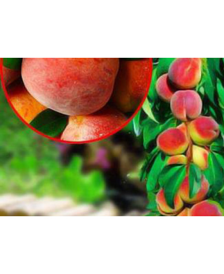 Персик колоновидный Тотем садовода Персик колоновидный Тотем садовода