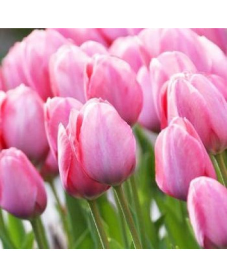 Тюльпан дарвинов гибрид "Мистик Ван Эйк" (Mystic van Eijk) 3шт в упаковке (размер 10\11) Тюльпан дарвинов гибрид "Мистик Ван Эйк" (Mystic van Eijk) 3шт в упаковке (размер 10\11)