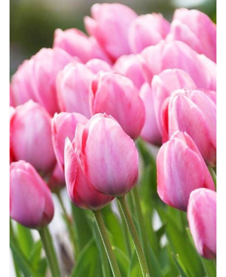 Тюльпан дарвинов гибрид "Мистик Ван Эйк" (Mystic van Eijk) 3шт в упаковке (размер 10\11) Тюльпан дарвинов гибрид "Мистик Ван Эйк" (Mystic van Eijk) 3шт в упаковке (размер 10\11)