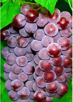 Виноград Свенсон Ред