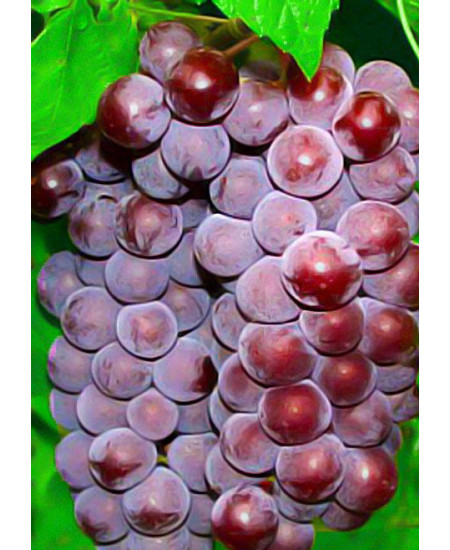 Виноград Свенсон Ред Виноград Свенсон Ред