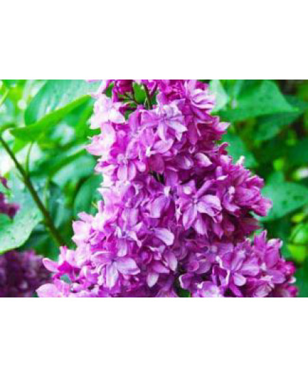 Сирень Утро России Сирень Утро России