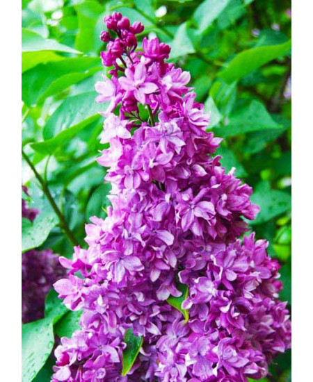 Сирень Утро России Сирень Утро России