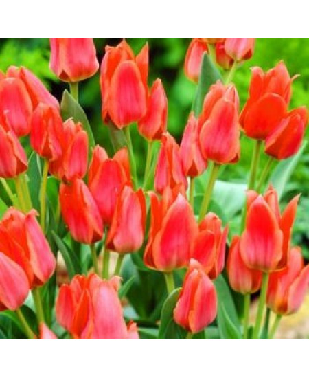 Тюльпан гибрид грейга "Торонто" (Toronto) 3шт в упаковке (размер 11\12) Тюльпан гибрид грейга "Торонто" (Toronto) 3шт в упаковке (размер 11\12)