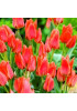 Тюльпан гибрид грейга "Торонто" (Toronto) 3шт в упаковке (размер 11\12) Тюльпан гибрид грейга "Торонто" (Toronto) 3шт в упаковке (размер 11\12)