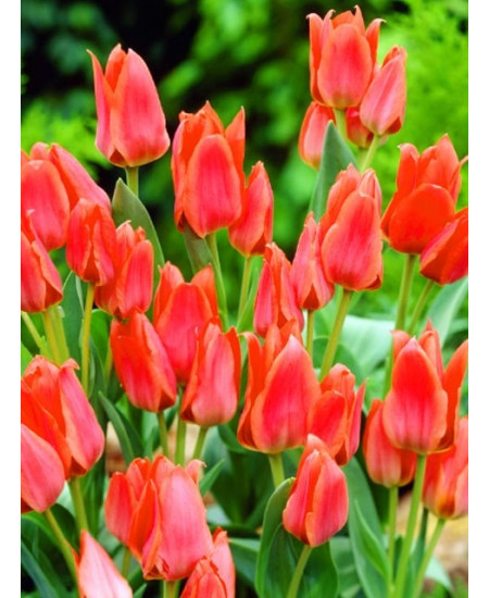 Тюльпан гибрид грейга "Торонто" (Toronto) 3шт в упаковке (размер 11\12) Тюльпан гибрид грейга "Торонто" (Toronto) 3шт в упаковке (размер 11\12)