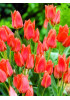 Тюльпан гибрид грейга "Торонто" (Toronto) 3шт в упаковке (размер 11\12) Тюльпан гибрид грейга "Торонто" (Toronto) 3шт в упаковке (размер 11\12)