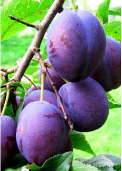 Слива Богатырская