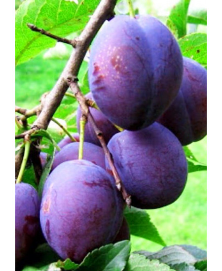 Слива Богатырская Слива Богатырская