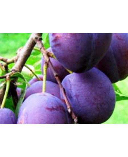 Слива Богатырская Слива Богатырская