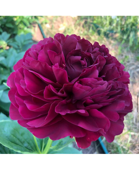 Пион травянистый Олд Фейтфул Пион травянистый Олд Фейтфул