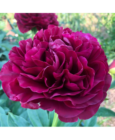 Пион травянистый Олд Фейтфул Пион травянистый Олд Фейтфул