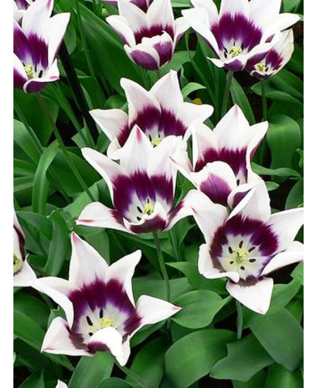 Тюльпан триумф "Шансоннетте" (Chansonnette) 3шт в упаковке (размер 11/+) Тюльпан триумф "Шансоннетте" (Chansonnette) 3шт в упаковке (размер 11/+)