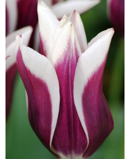 Тюльпан триумф "Шансоннетте" (Chansonnette) 3шт в упаковке (размер 11/+) Тюльпан триумф "Шансоннетте" (Chansonnette) 3шт в упаковке (размер 11/+)