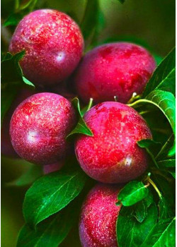 Алыча Кубанская Комета