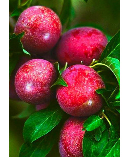 Алыча Кубанская Комета Алыча Кубанская Комета