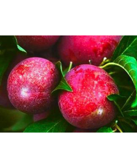 Алыча Кубанская Комета Алыча Кубанская Комета