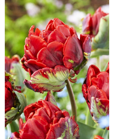 Тюльпан попугайный "Рококо" (Rococo) 3шт в упаковке (размер 10/11) Тюльпан попугайный "Рококо" (Rococo) 3шт в упаковке (размер 10/11)