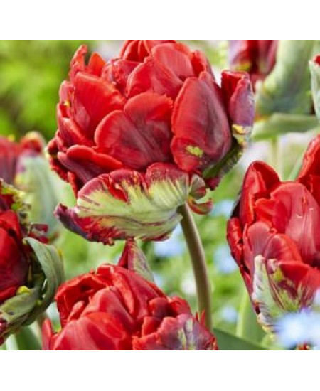 Тюльпан попугайный "Рококо" (Rococo) 3шт в упаковке (размер 10/11) Тюльпан попугайный "Рококо" (Rococo) 3шт в упаковке (размер 10/11)