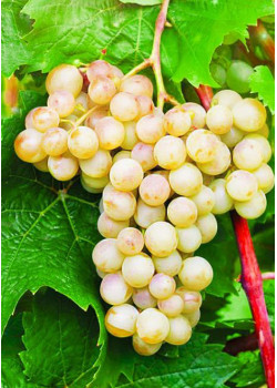Виноград Кристалл