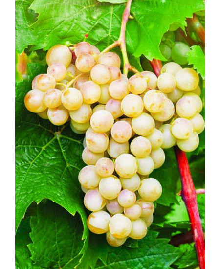 Виноград Кристалл Виноград Кристалл