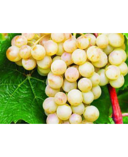 Виноград Кристалл Виноград Кристалл