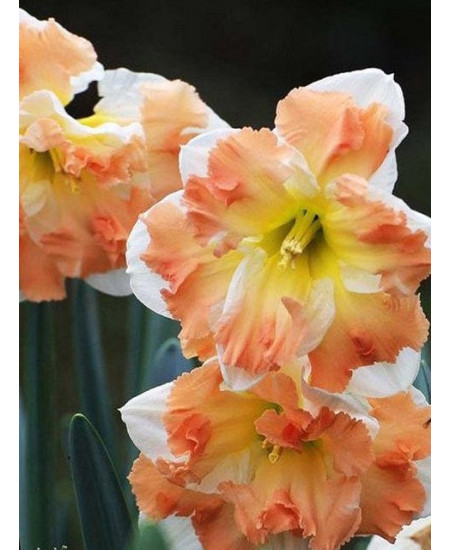 Нарцисс "Cum Laude" 3шт в упаковке Нарцисс "Cum Laude" 3шт в упаковке