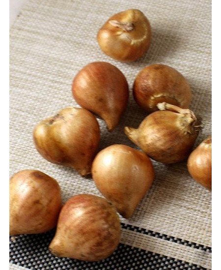 Нарцисс "Cum Laude" 3шт в упаковке Нарцисс "Cum Laude" 3шт в упаковке