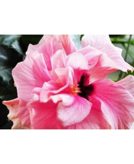 Гибискус махровый Магия планеты Гибискус махровый Магия планеты