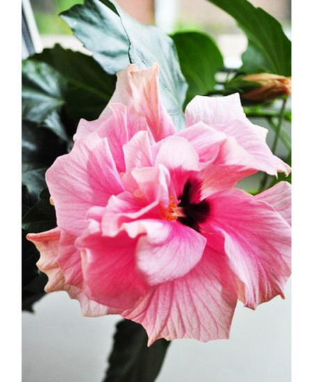 Гибискус махровый Магия планеты Гибискус махровый Магия планеты