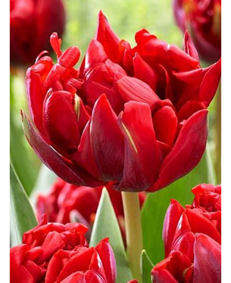 Тюльпан махровый поздний "Ред Принцесс" (Red Princess) 3шт в упаковке (размер 11\12) Тюльпан махровый поздний "Ред Принцесс" (Red Princess) 3шт в упаковке (размер 11\12)
