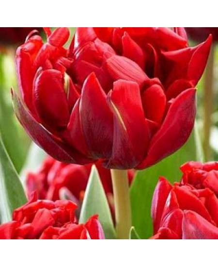 Тюльпан махровый поздний "Ред Принцесс" (Red Princess) 3шт в упаковке (размер 11\12) Тюльпан махровый поздний "Ред Принцесс" (Red Princess) 3шт в упаковке (размер 11\12)