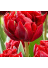 Тюльпан махровый поздний "Ред Принцесс" (Red Princess) 3шт в упаковке (размер 11\12) Тюльпан махровый поздний "Ред Принцесс" (Red Princess) 3шт в упаковке (размер 11\12)