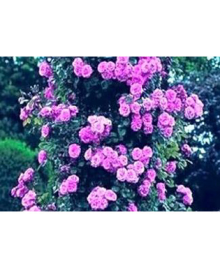 Роза плетистая Виолет Парфюм Роза плетистая Виолет Парфюм